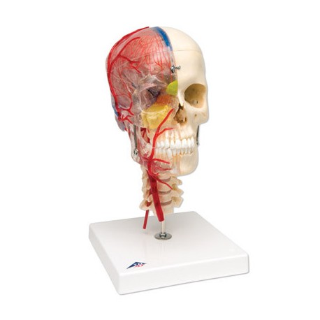 BONElike™ Cráneo – Cráneo didáctico de lujo, 7 partes (A283)