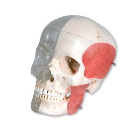BONElike™ Cráneo – Cráneo combinado transparente / huesos, 8 partes (A282)