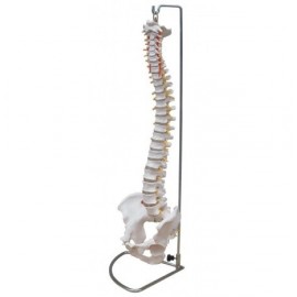 Columna vertebral con pelvis, tamaño real.  (FIS-1004)