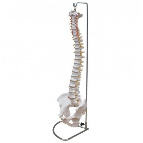 Columna vertebral con pelvis, tamaño real.  (FIS-1004)