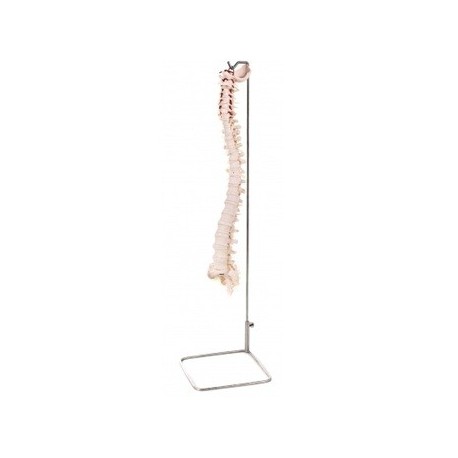 Columna vertebral sin pelvis.  (481-A11106)