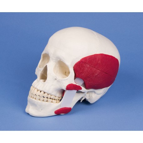 Cráneo funcional con musculatura para la masticación, 2 partes (A24)