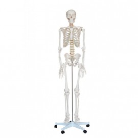 Esqueleto humano tamaño real ECONOMIC