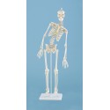 Esqueleto miniatura con columna flexible. (ER-3040)