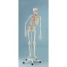 Esqueleto tamaño real con columna flexible y marcas musculares (ER-3015)