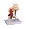 Modelo anatómico de Cadera con musculatura y nervio ciático (ER-4049)