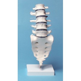 Vértebras lumbares con Soporte (ER-4036)