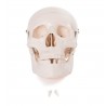 Cráneo de Adulto 3 partes (FIS-CRA-1)