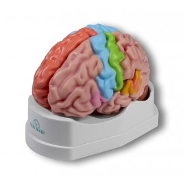 Cerebro humano funcional y regional, Tamaño real, 5 piezas