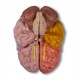 Cerebro humano funcional y regional, Tamaño real, 5 piezas