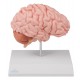 Hemisferio anatómico de cerebro, tamaño natural