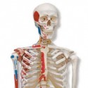Esqueletos anatómicos